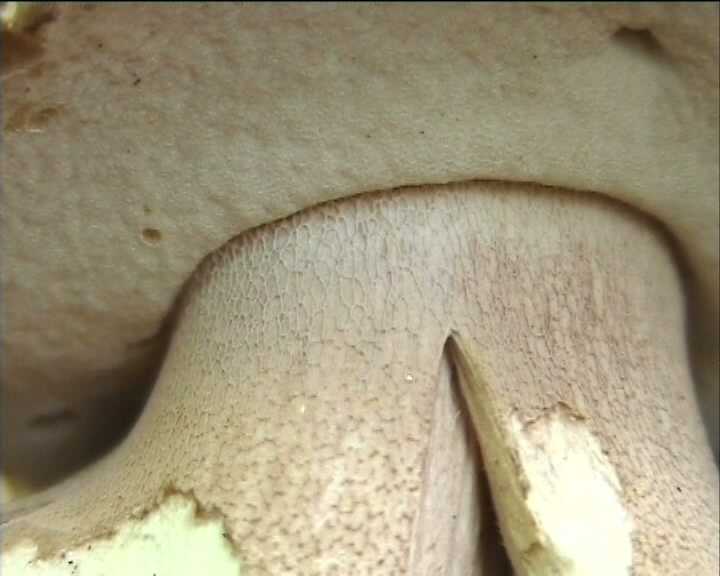 Winkel   ( FRA )   28.08.2004    1 Serie